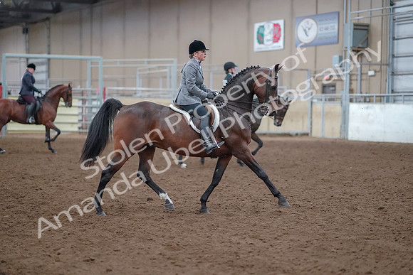2019 Morgan Horse Show - Aug 30, 2019 - 20664