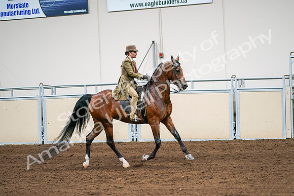 2020 - AB Morgan Horse - Sat, Sept 05 - 08192