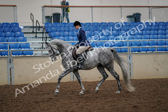 2019 Morgan Horse Show - Aug 30, 2019 - 22193
