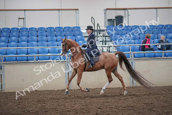 2019 Morgan Horse Show - Aug 31, 2019 - 16899