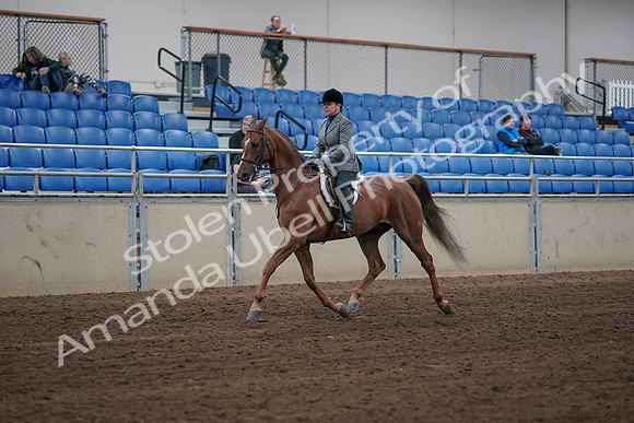 2019 Morgan Horse Show - Sept 01, 2019 - 12291