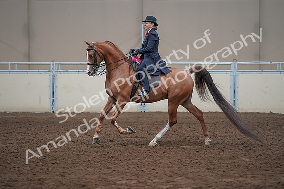 2019 Morgan Horse Show - Sept 01, 2019 - 12129