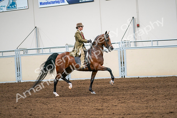 2020 - AB Morgan Horse - Sat, Sept 05 - 08183