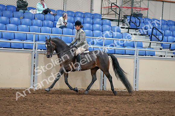 2020 - AB Morgan Horse - Sat, Sept 05 - 14482