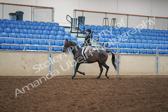 2019 Morgan Horse Show - Aug 30, 2019 - 12134