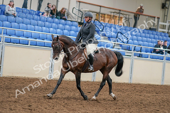 2020 - AB Morgan Horse - Sat, Sept 05 - 14455