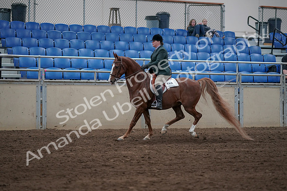 2019 Morgan Horse Show - Sept 01, 2019 - 12265
