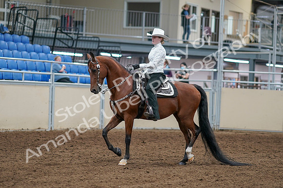 2020 - AB Morgan Horse - Fri, Sept 04 - 03474