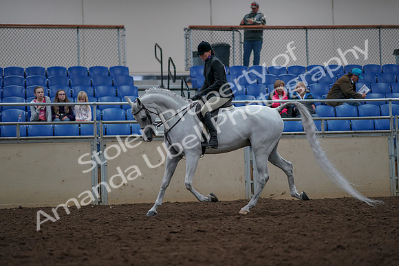 2019 Morgan Horse Show - Aug 31, 2019 - 15972