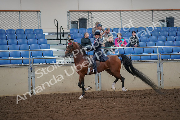 2019 Morgan Horse Show - Aug 30, 2019 - 25152