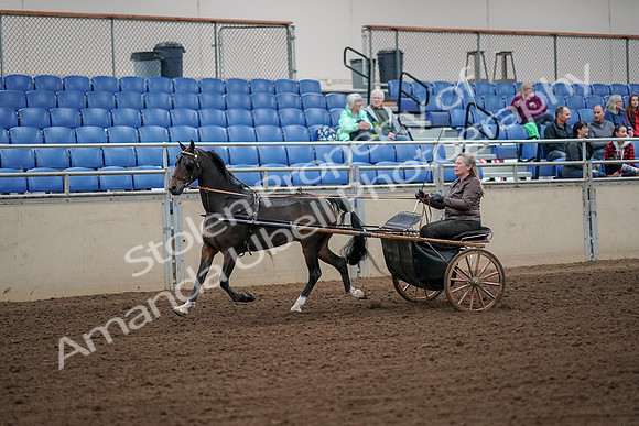 2019 Morgan Horse Show - Aug 30, 2019 - 13083