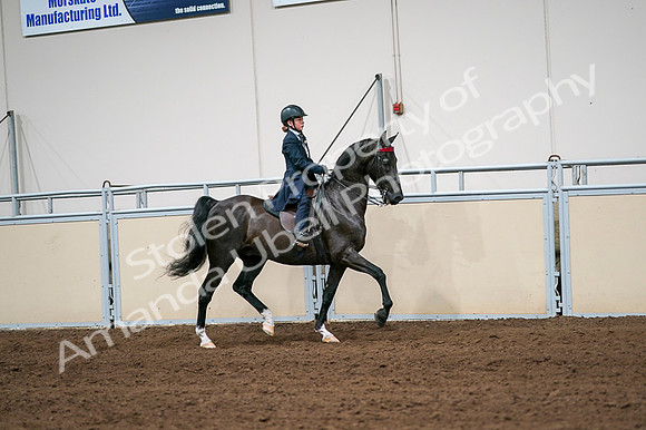 2020 - AB Morgan Horse - Fri, Sept 04 - 03073