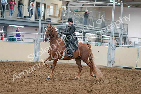 2020 - AB Morgan Horse - Sat, Sept 05 - 07964