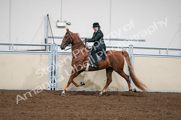 2020 - AB Morgan Horse - Sat, Sept 05 - 08050