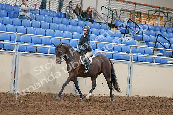 2020 - AB Morgan Horse - Sat, Sept 05 - 14393