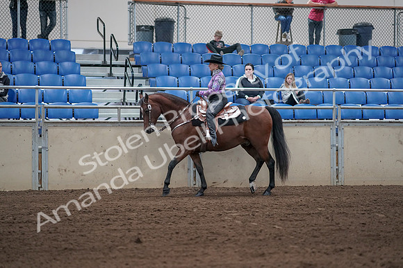 2019 Morgan Horse Show - Sept 01, 2019 - 06761