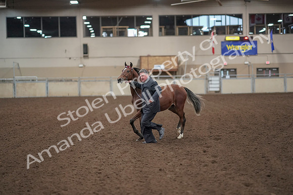 2019 Morgan Horse Show - Aug 31, 2019 - 00245