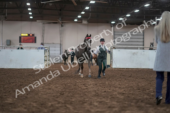 2019 Morgan Horse Show - Aug 31, 2019 - 01886