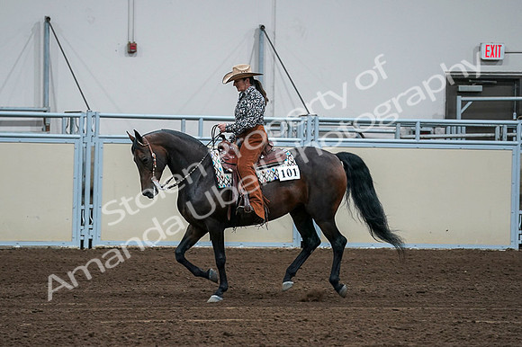 2020 - AB Morgan Horse - Fri, Sept 04 - 00406