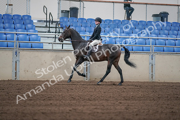2019 Morgan Horse Show - Sept 01, 2019 - 03756