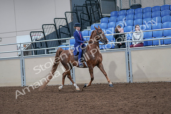 2020 - AB Morgan Horse - Fri, Sept 04 - 05234