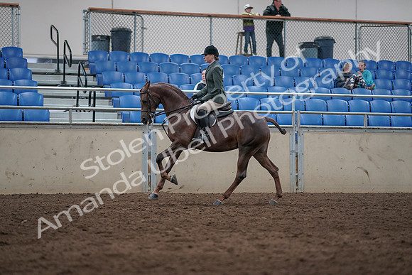2019 Morgan Horse Show - Sept 01, 2019 - 08683