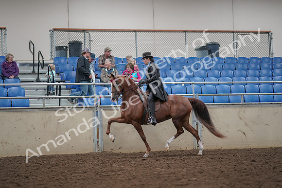 2019 Morgan Horse Show - Aug 30, 2019 - 26492
