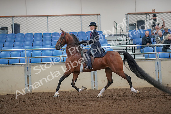 2019 Morgan Horse Show - Aug 30, 2019 - 25087