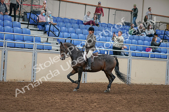 2020 - AB Morgan Horse - Fri, Sept 04 - 10356