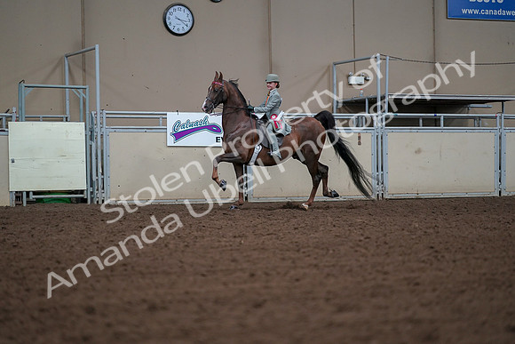 2019 Morgan Horse Show - Aug 30, 2019 - 18219