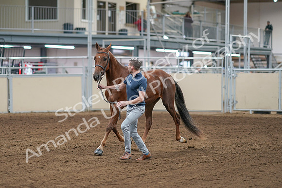 2020 - AB Morgan Horse - Sat, Sept 05 - 00176