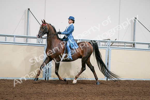 2020 - AB Morgan Horse - Fri, Sept 04 - 04941