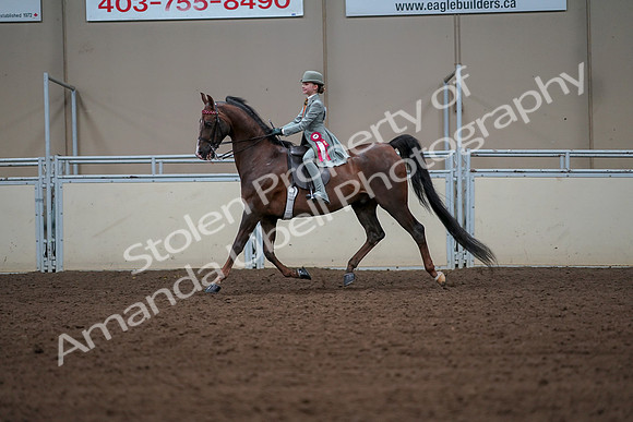2019 Morgan Horse Show - Aug 30, 2019 - 18243