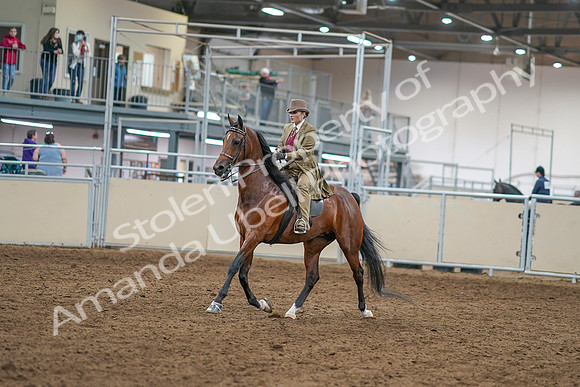 2020 - AB Morgan Horse - Sat, Sept 05 - 07932