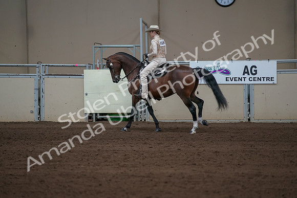 2019 Morgan Horse Show - Sept 01, 2019 - 06976