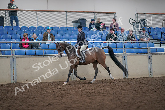 2019 Morgan Horse Show - Aug 31, 2019 - 15849