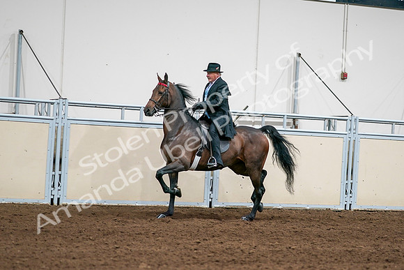 2020 - AB Morgan Horse - Sat, Sept 05 - 08010