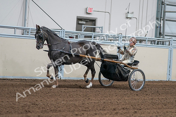 2020 - AB Morgan Horse - Sat, Sept 05 - 05871