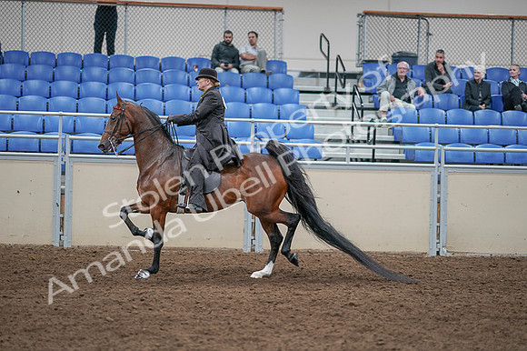 2020 - AB Morgan Horse - Fri, Sept 04 - 09554