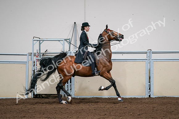 2020 - AB Morgan Horse - Sat, Sept 05 - 06849