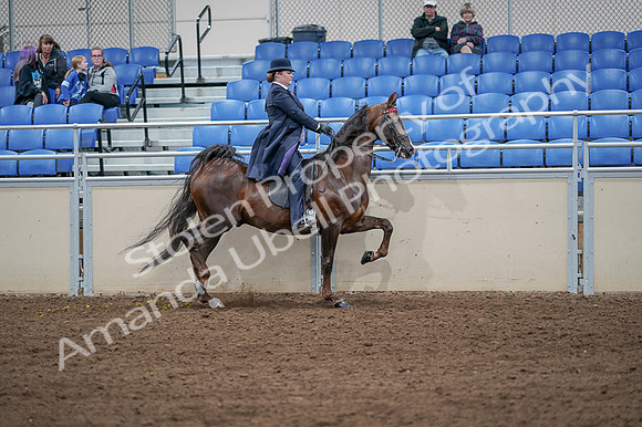 2020 - AB Morgan Horse - Fri, Sept 04 - 08089