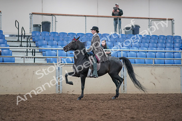 2019 Morgan Horse Show - Aug 31, 2019 - 09310