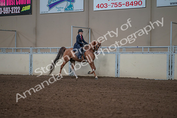 2019 Morgan Horse Show - Sept 01, 2019 - 11998