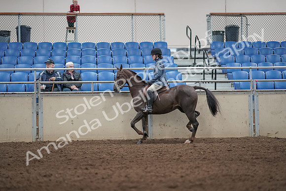 2019 Morgan Horse Show - Aug 31, 2019 - 07203