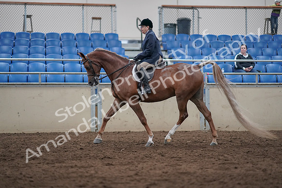 2019 Morgan Horse Show - Sept 01, 2019 - 08539