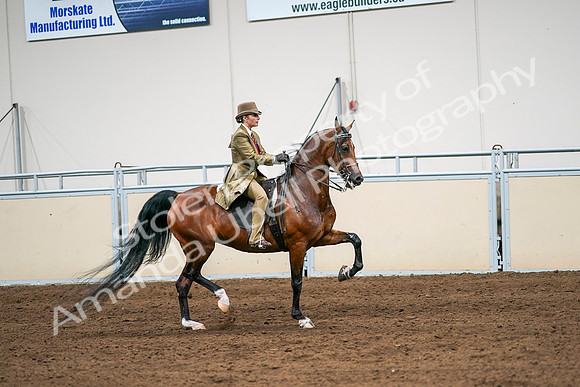 2020 - AB Morgan Horse - Sat, Sept 05 - 08189