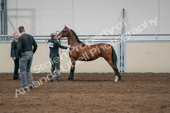 2020 - AB Morgan Horse - Fri, Sept 04 - 07609