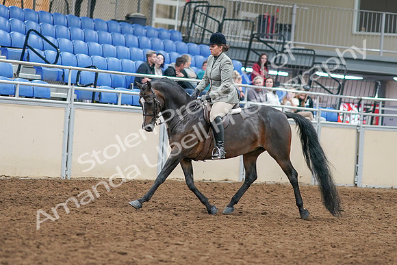 2020 - AB Morgan Horse - Sat, Sept 05 - 14307