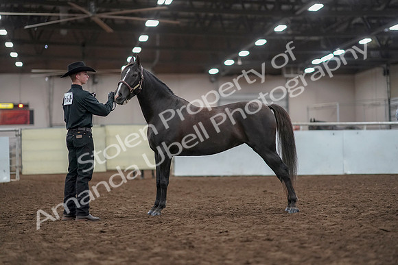 2019 Morgan Horse Show - Aug 31, 2019 - 02038