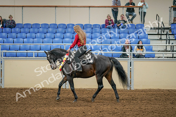 2020 - AB Morgan Horse - Sat, Sept 05 - 10378